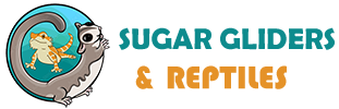 Sugargliders & Reptiles